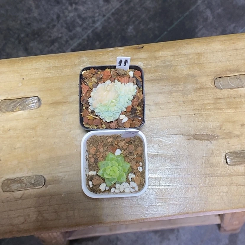 【闪购商品】初*見缀化11绿宝石27多肉