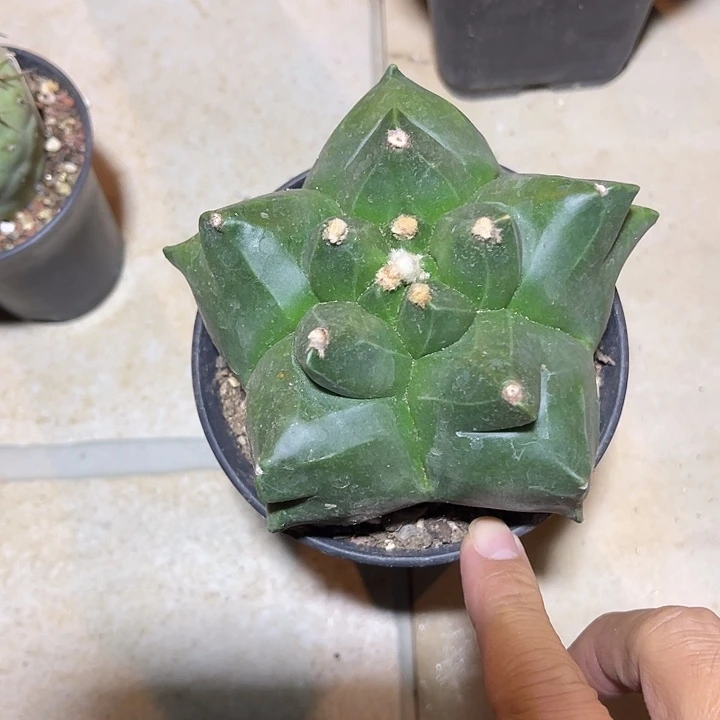 无花朵实生角有鸾凤玉一物一拍