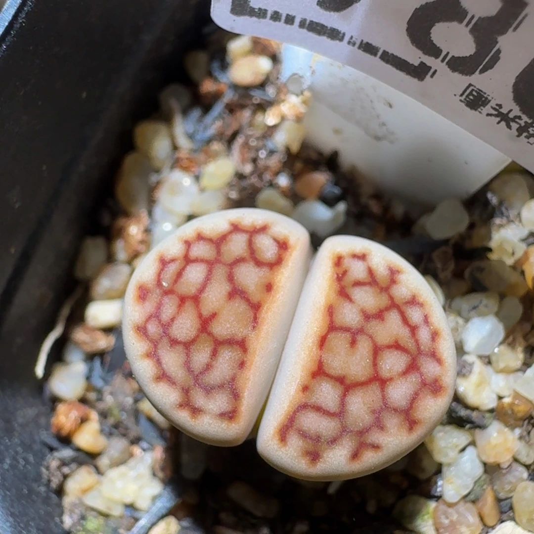 zzzz精品生石花980