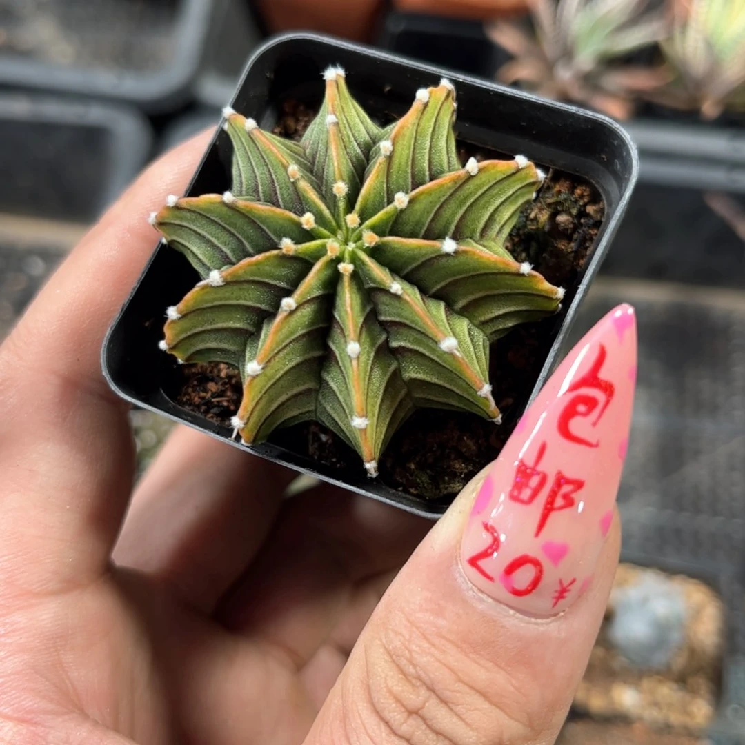 ୧****24457一物一拍单头发货