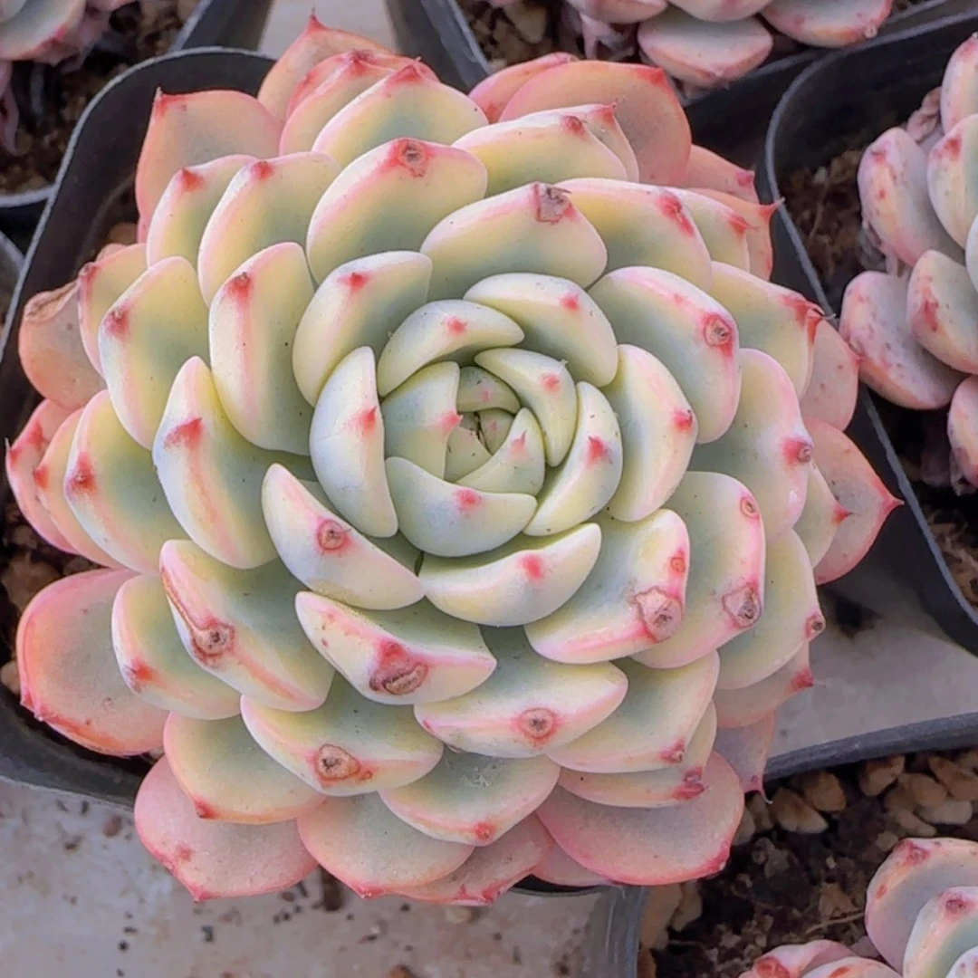 【闪购商品】姬莲锦