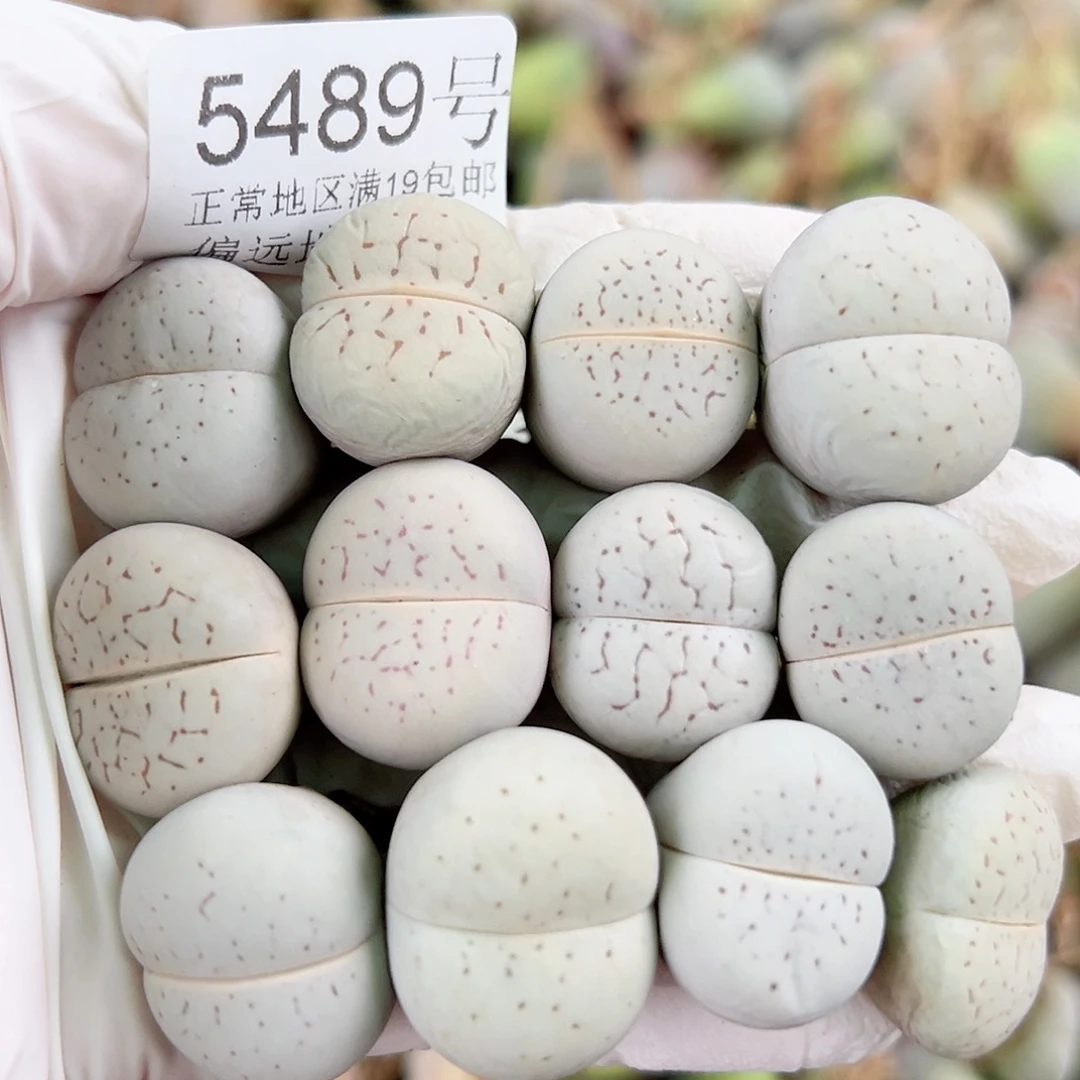 5489四年大白12个2cm左右比较干特价出