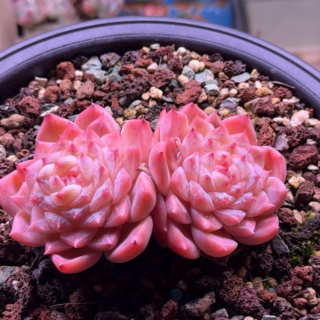 095/双头秘境冰魄群生