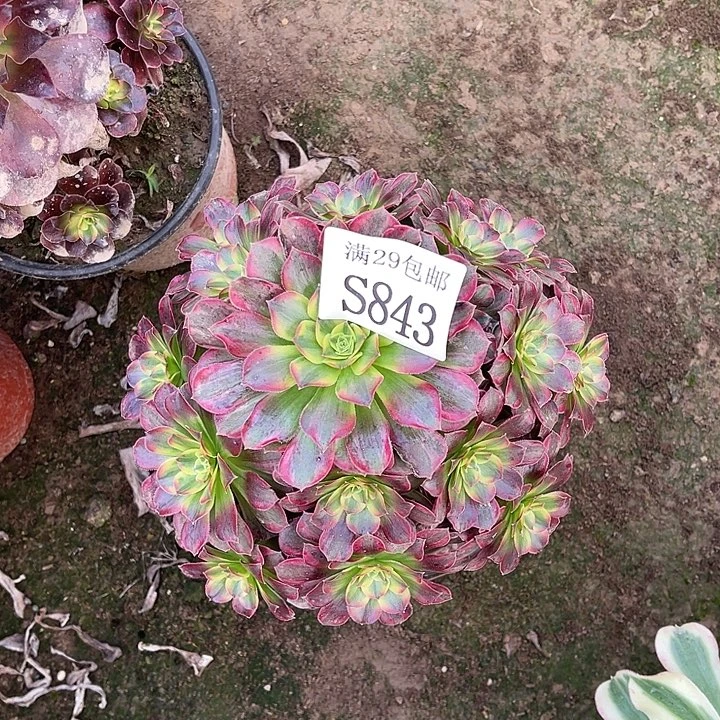 843安娜多肉植物