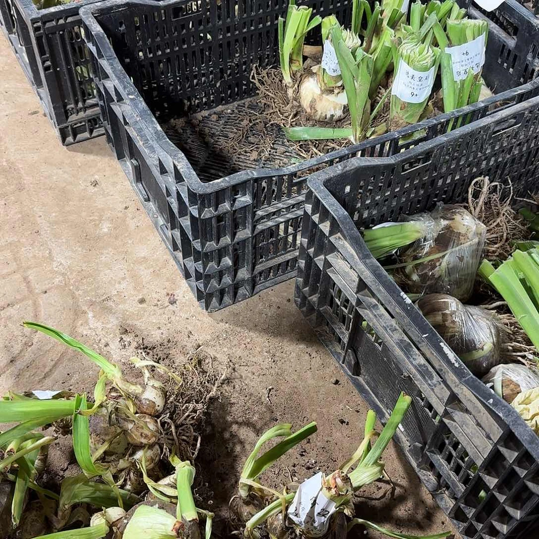 自育2238+豪华坨坨