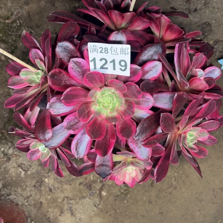 1219婚纱多肉植物