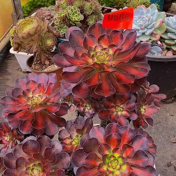 0606多肉植物晚霞