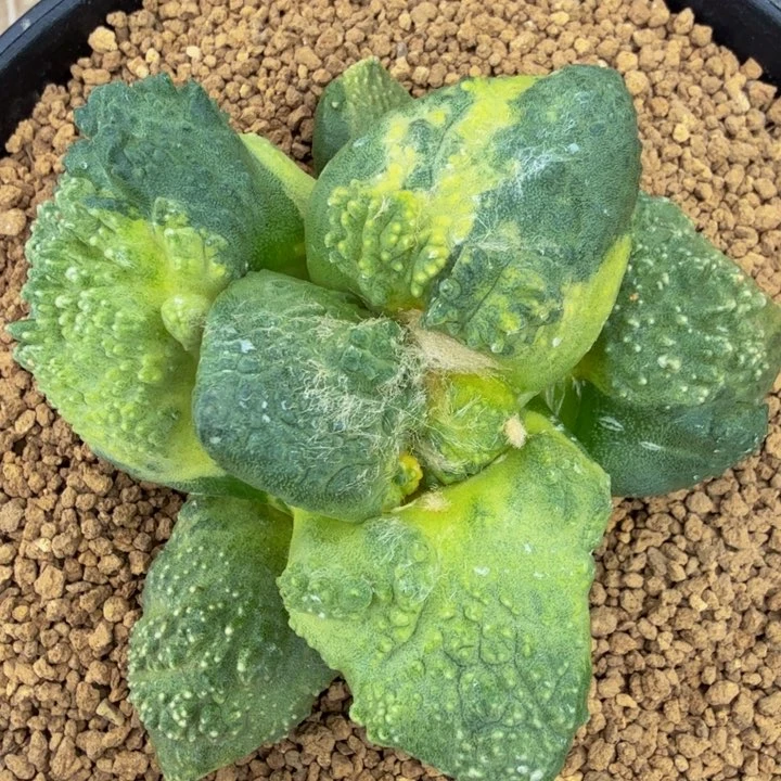 巴索的f2锦未来的6位数