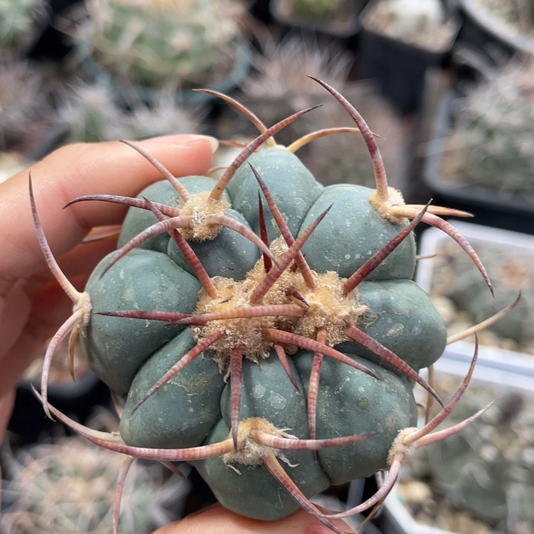 【闪购商品】花王才冒根6666