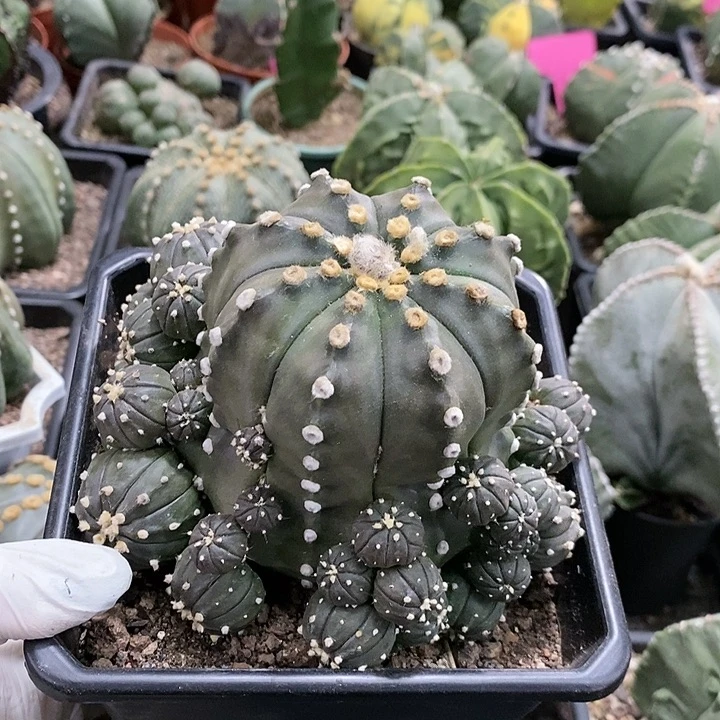 花花草草花花草草