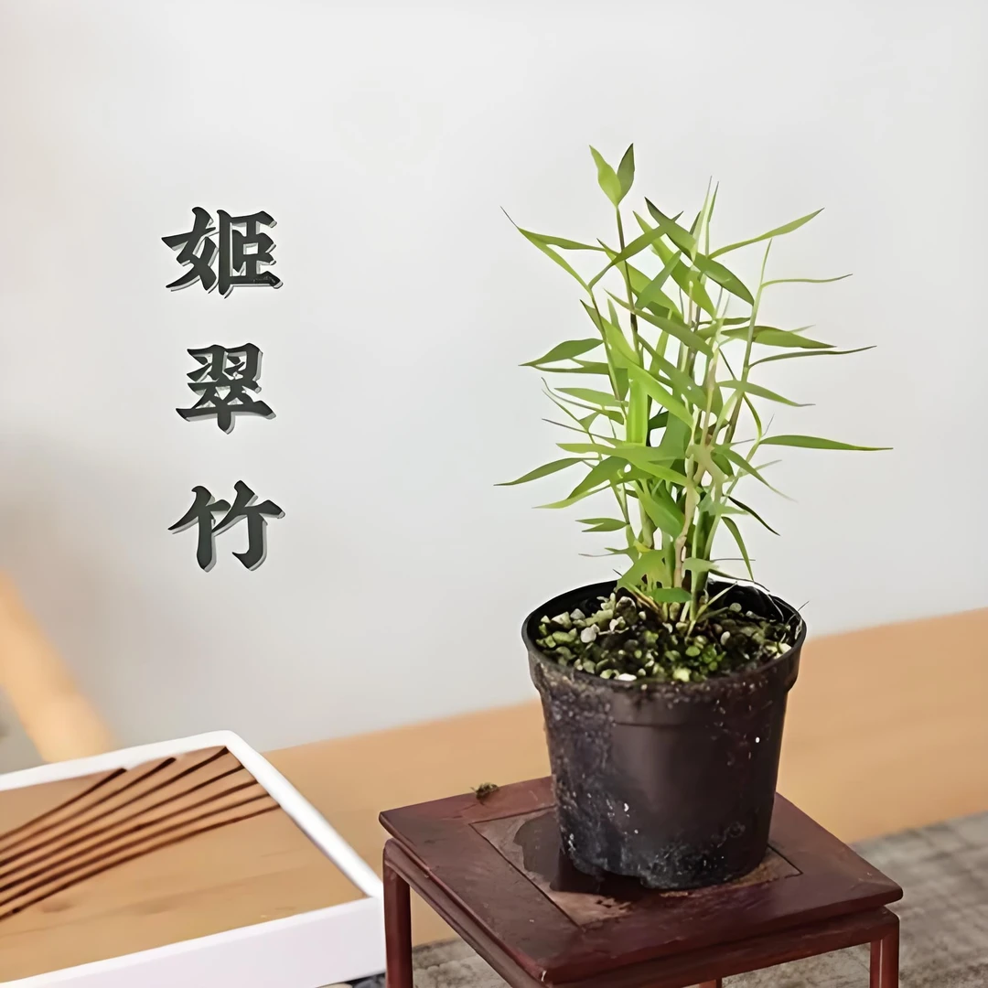 南国风竹盆栽花卉适合客厅办公室的室内驱蚊绿植绿植桌面盆栽禅意