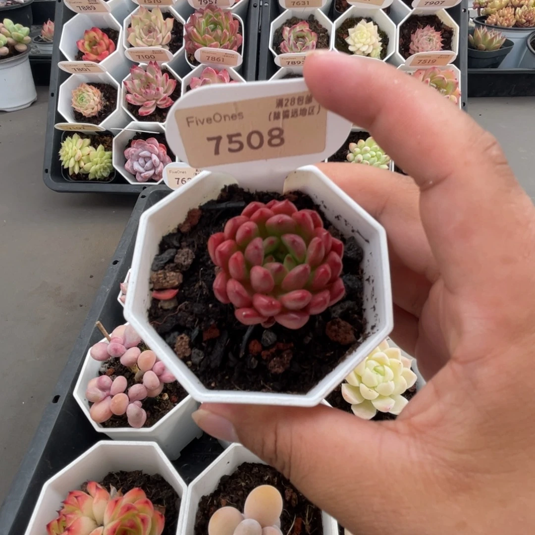 7508红宝石4.0厘米
