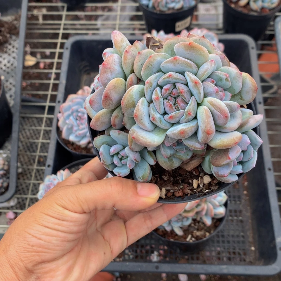 53128星星橙色一样