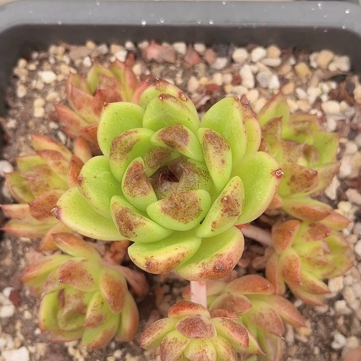 黑水晶2107多肉植物