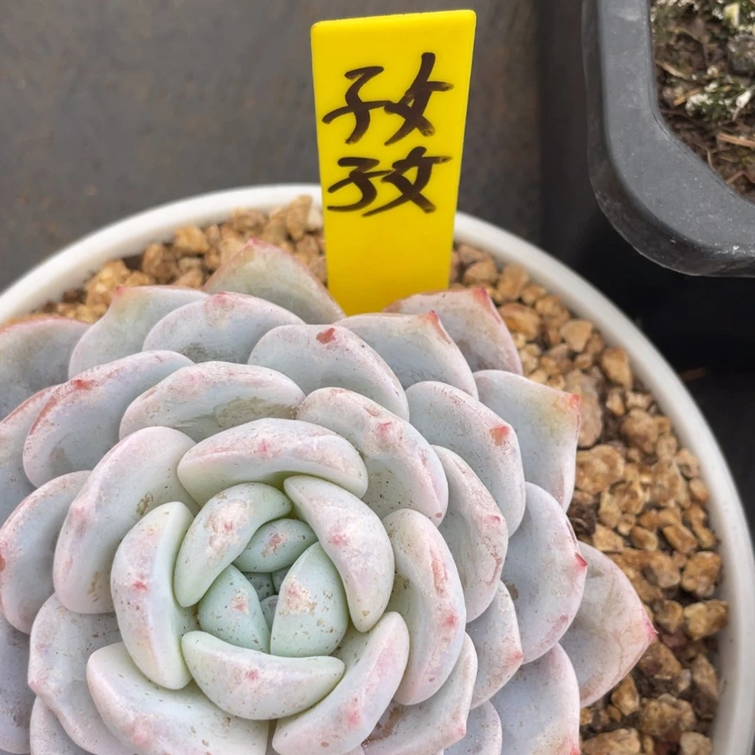 孜**下姐姐说她真的有男朋友没