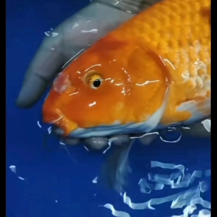 普身蝴蝶鲤寸片小鱼