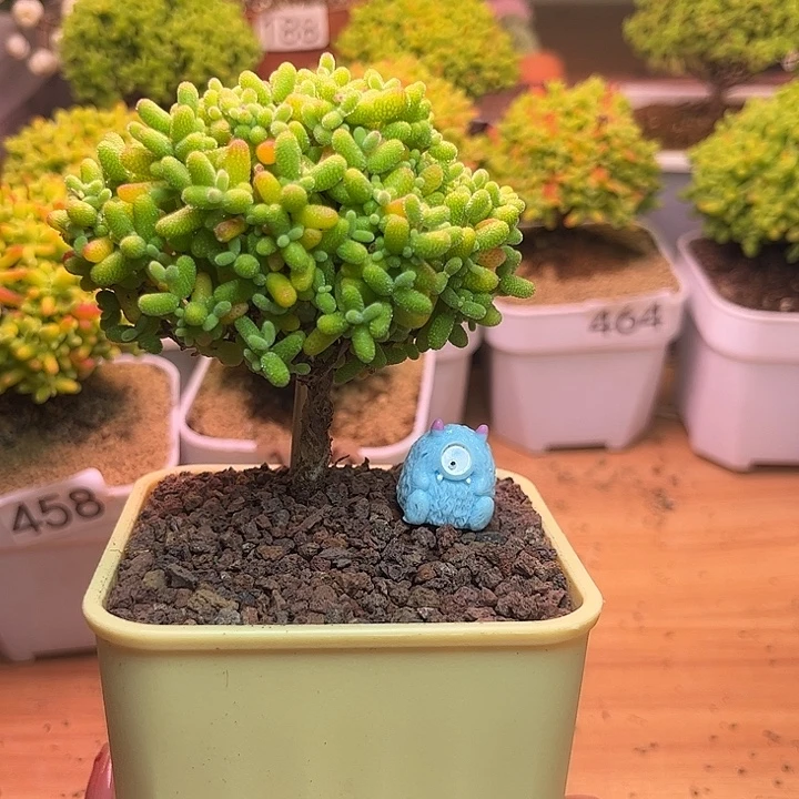 无花朵190金桔糖球