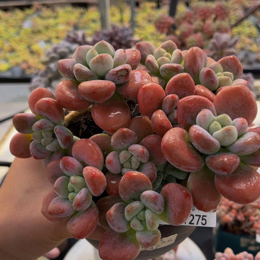 275-老桩红洛神多肉12cm