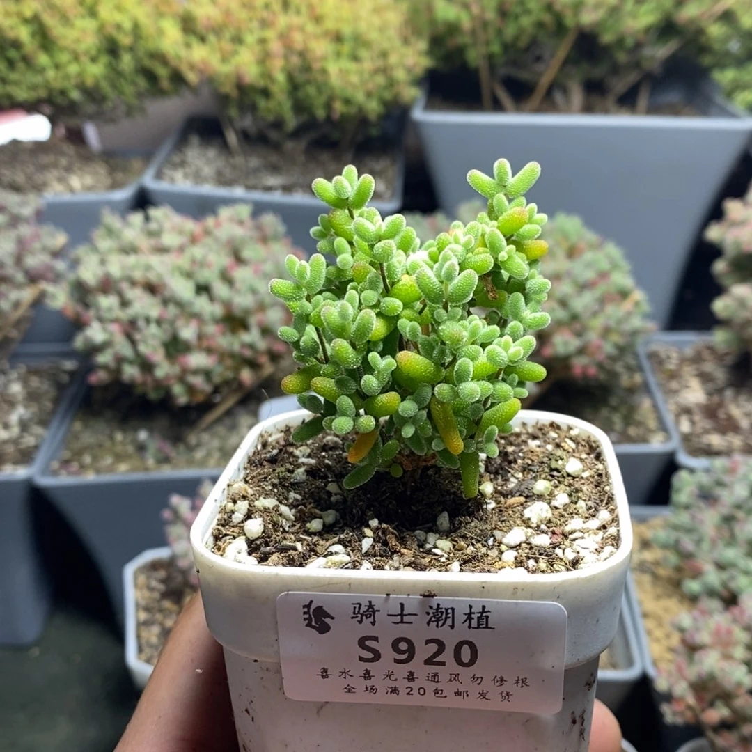 920金桔糖球枝干