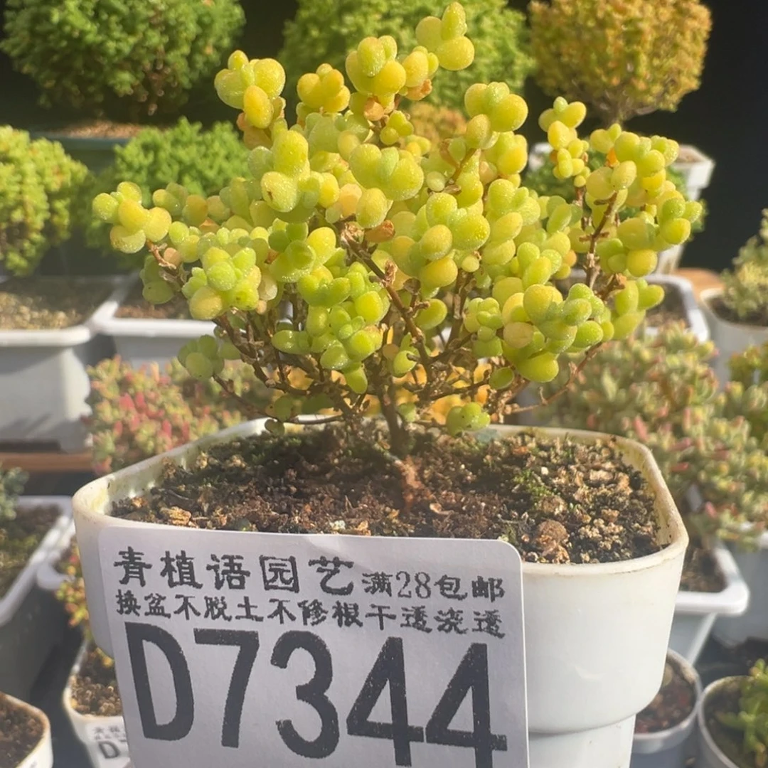 D7344黄金莱斯枝干