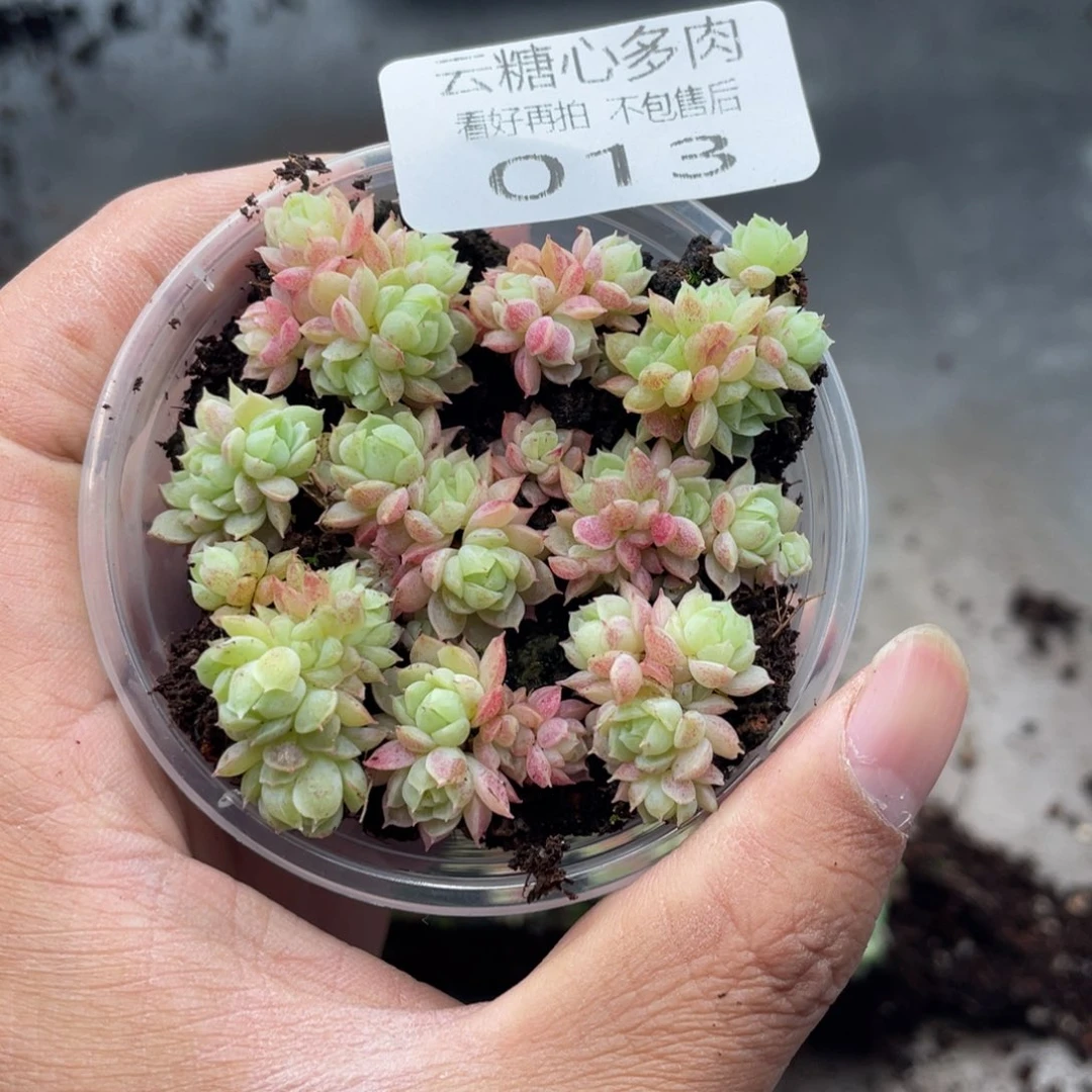 云糖心多肉植物13