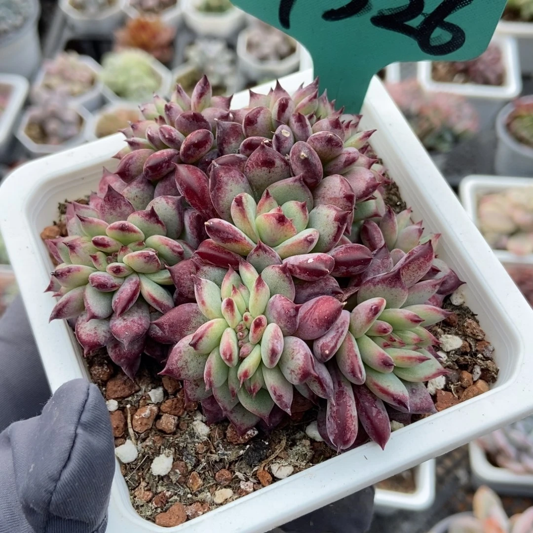7326拉糖缀多肉植物