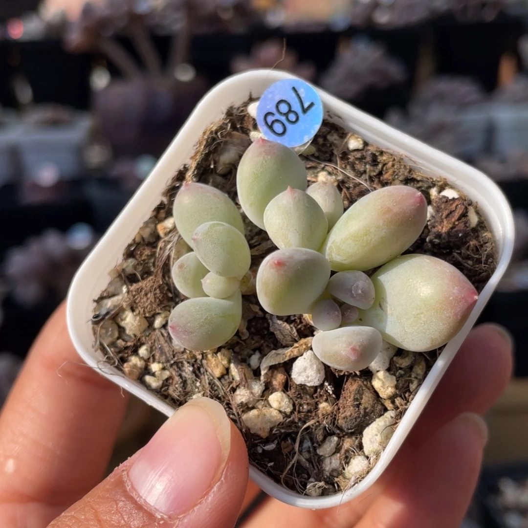 萤火奶酪多肉植物