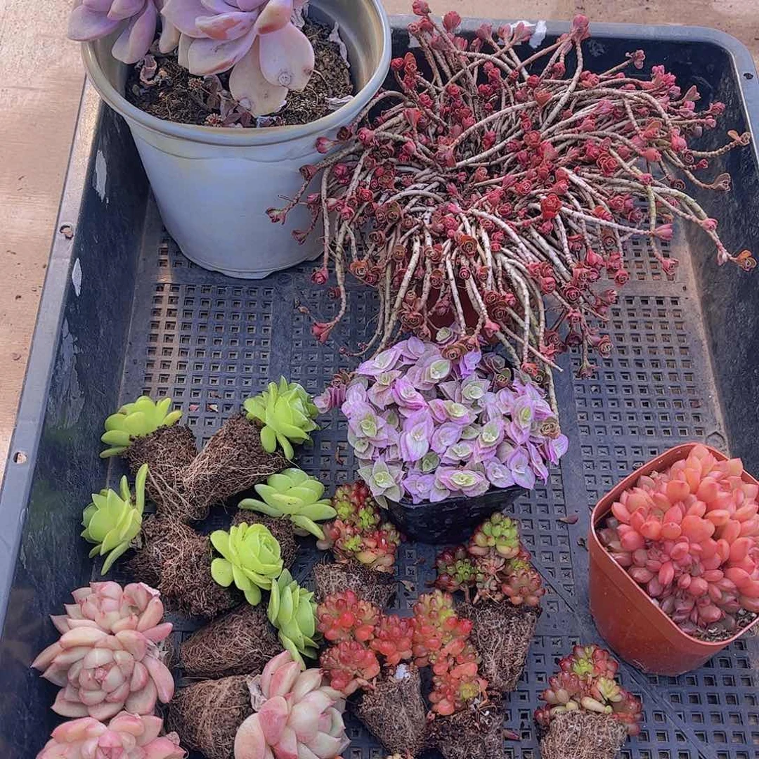 多肉675多肉植物