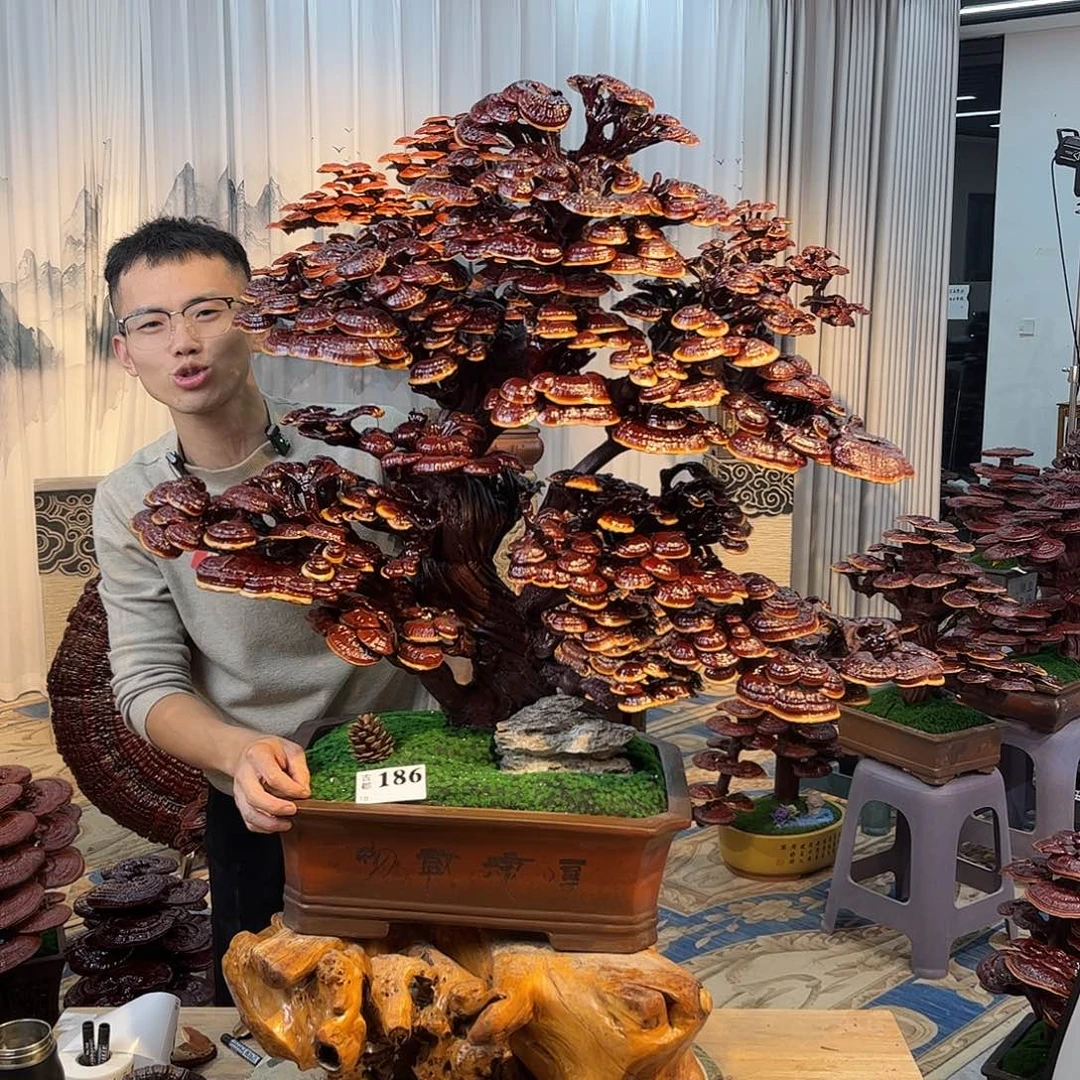 无花朵888888888888