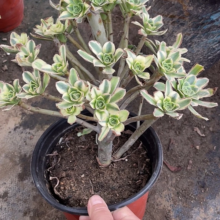 419保时捷多肉植物法师