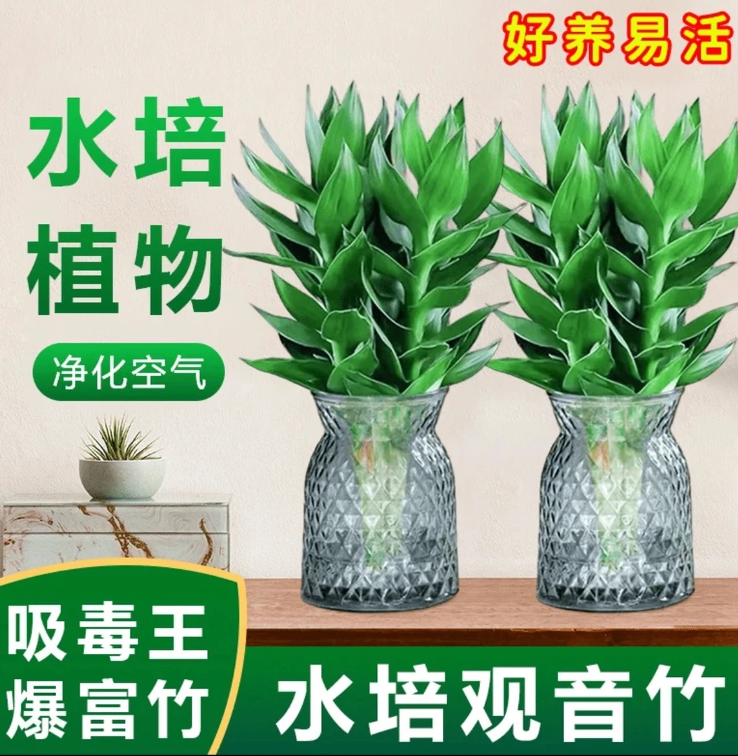 【大富大贵】买一送一鲜切观音竹水培绿植盆栽室内净化空气四季青