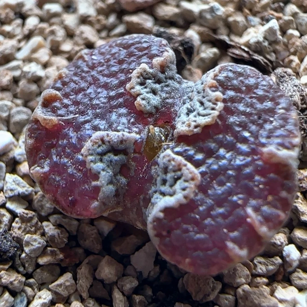 0189/超蝶勋章/多肉植物/