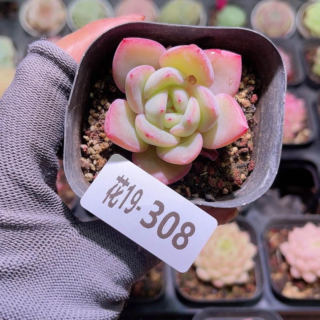 花19-308草莓泡芙