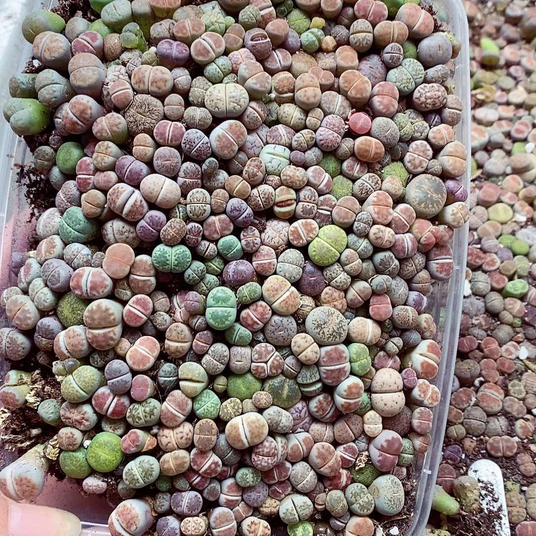 9888彩混啦啦啦啦