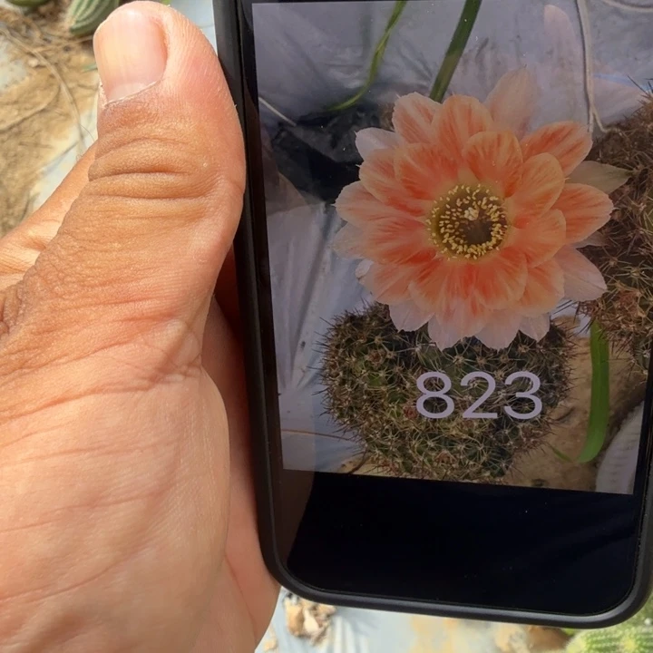 矮胖白檀823群生挂群