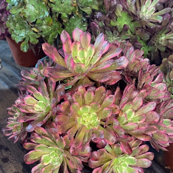 红金刚多肉植物60