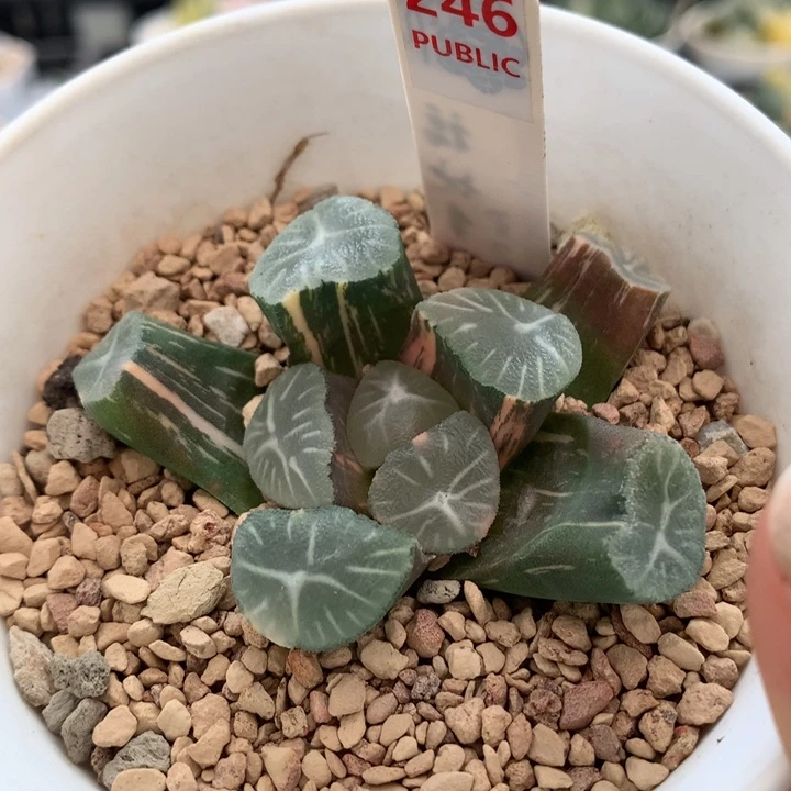 246玉龙万象锦多肉植物