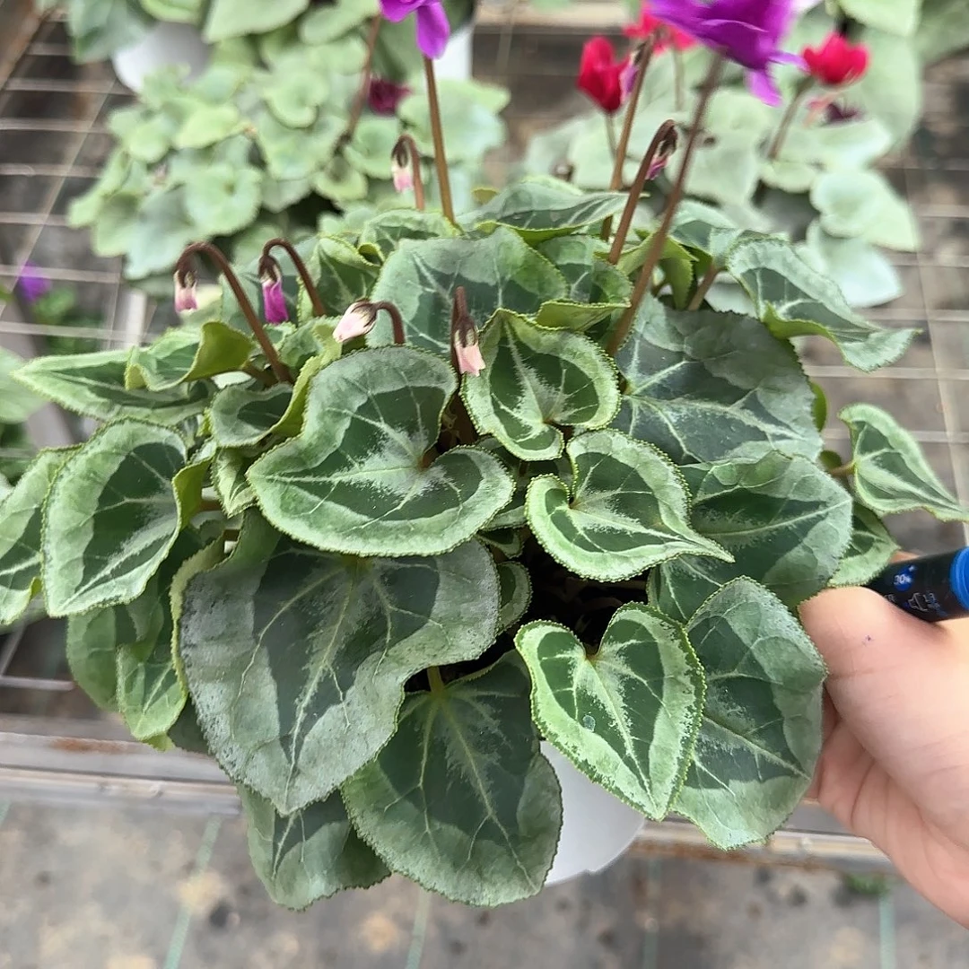 吾***谷完全开放青花匹克仙客来7988