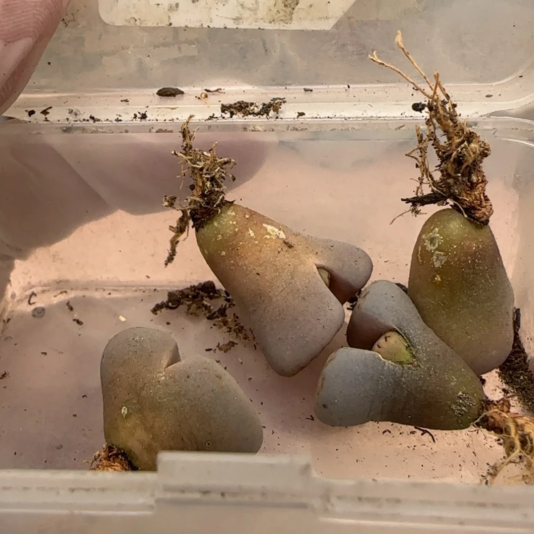 吗***你2。12。7004。 215饼干4