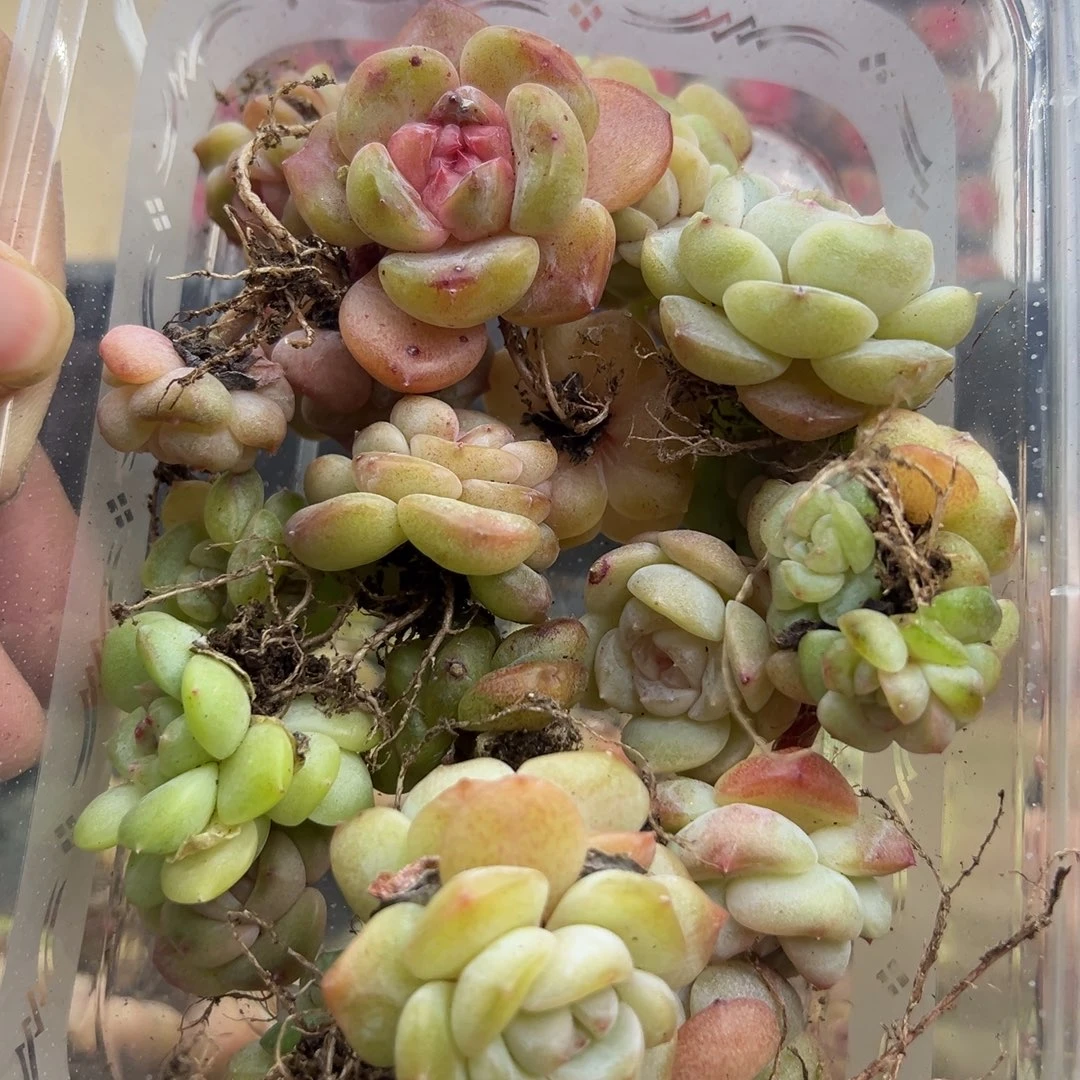 北****糖心多肉一物一拍18号