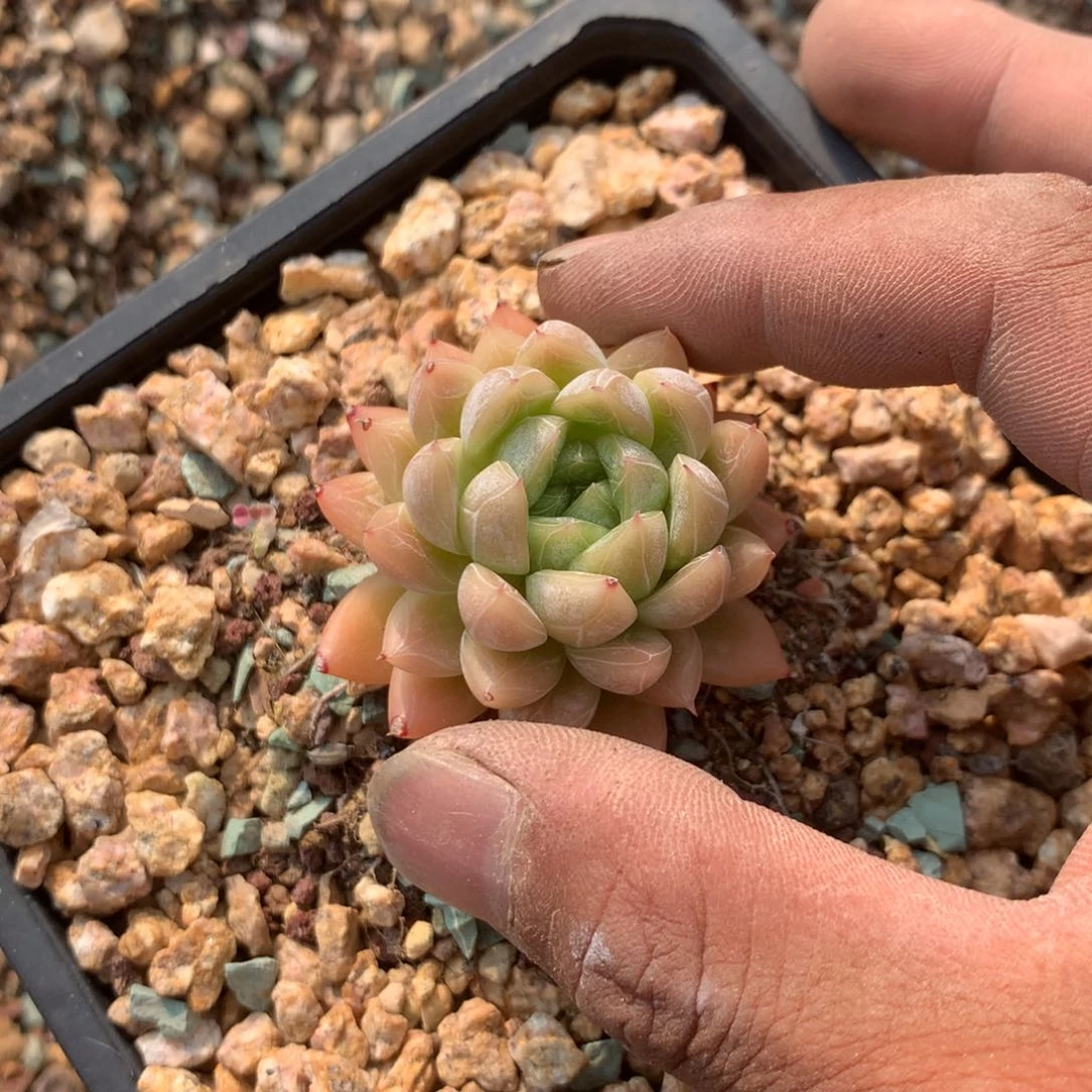 中日联合宣言草案已