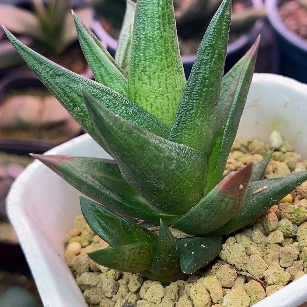 不带盆脱土裸根发货