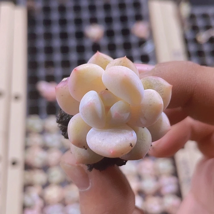 香梦精品多肉量拍