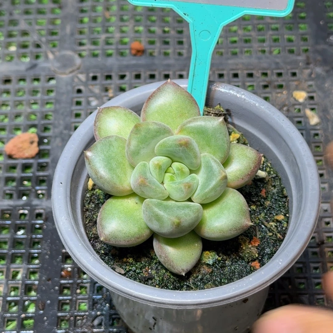 多肉植物黄象牙333