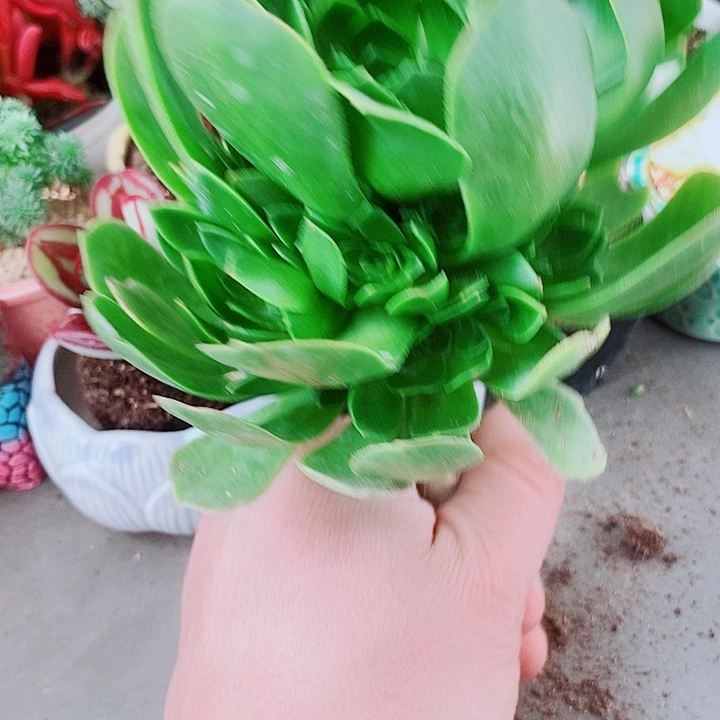 绿阳绒法师1111111111多肉