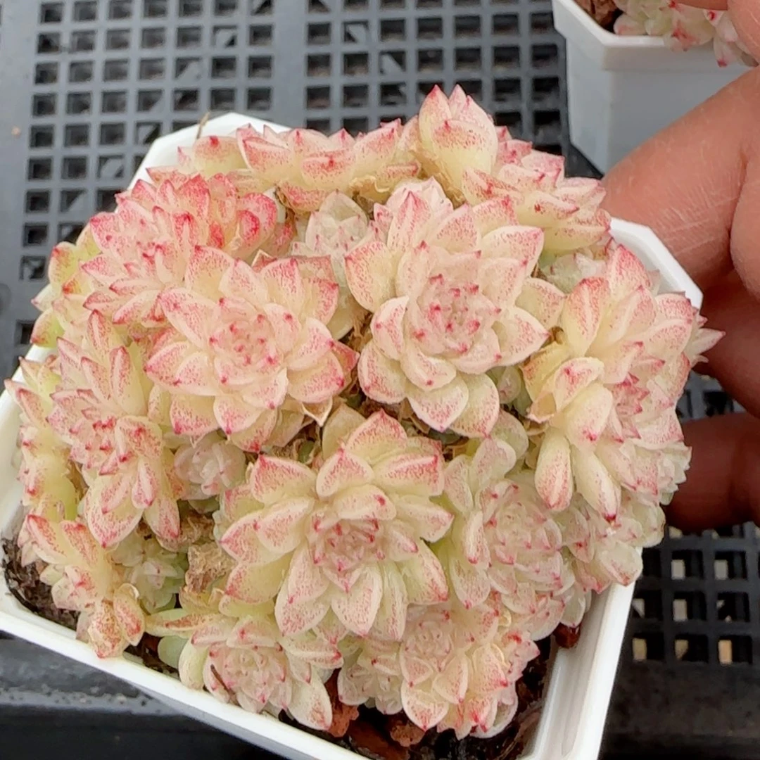 【闪购商品】0204-171珠光优选麦杆