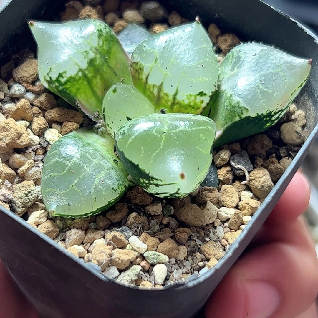 冰皇寿十二卷多肉植物
