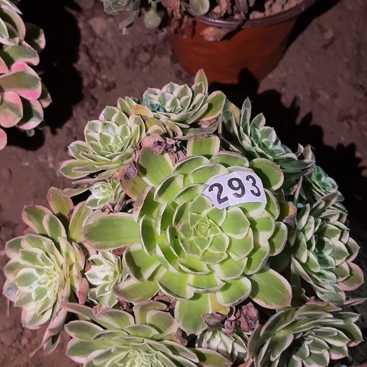293玉芙蓉多肉植物不售后