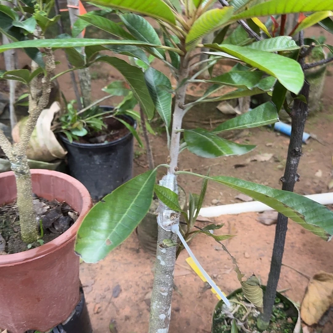 *****当前无花栽培后可以开花V仔