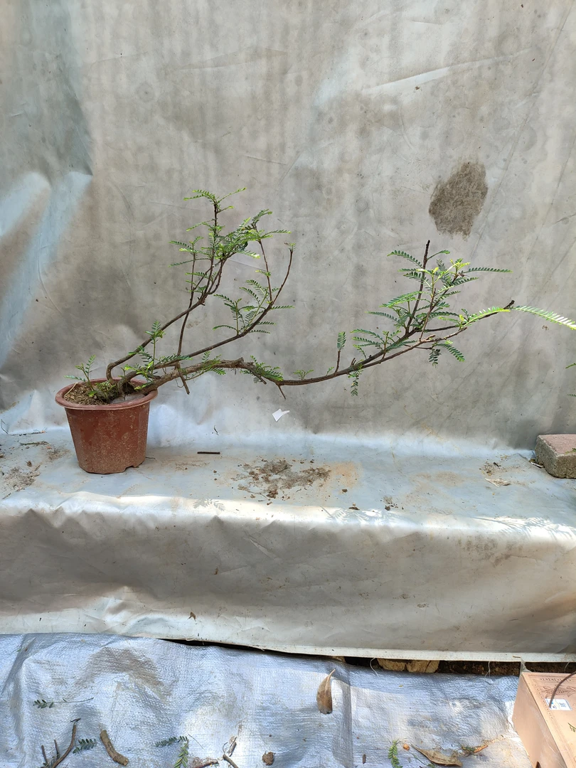 海岛叶下珠盆景绿植室内外造景庭院植物